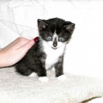 meet_taijitu_blog_1